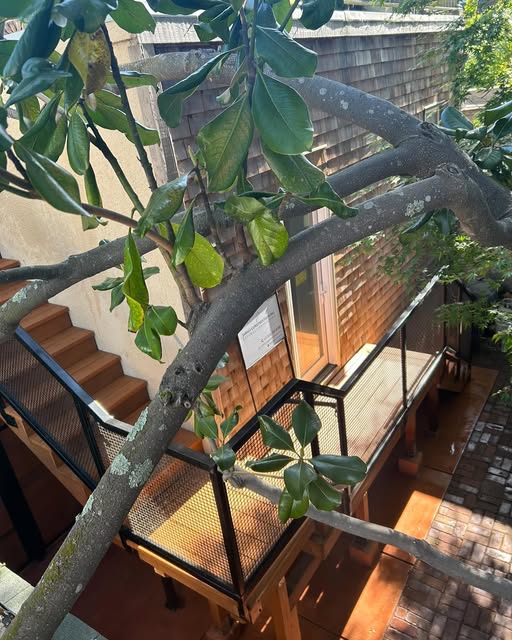 Cedar stair and deck with custom dark metal guardrails